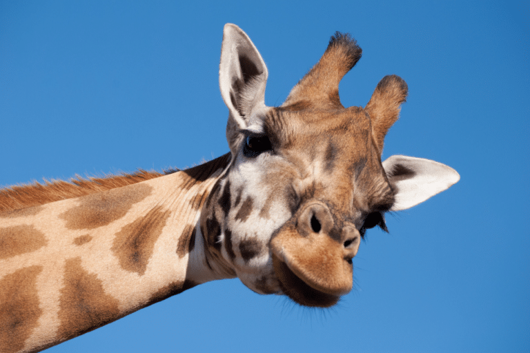 Gros plan d'une girafe sous un ciel bleu.